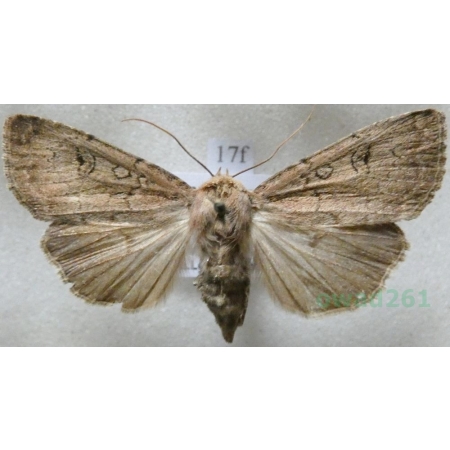 Graphiphora augur (Fabricius, 1775) Rolnica wróżebnica Czech17f